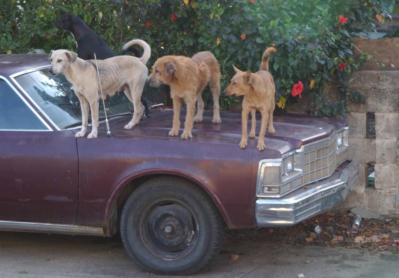 dog-car-alarm